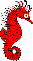 Seahorse