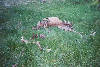 cougar kill