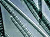 phyto_mal2.jpg (12722 bytes)