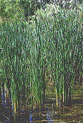 polpog_4.jpg (27319 bytes)