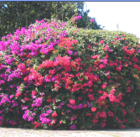 Saliendo de Boquete, desayune en tierras altas de Gualaca, visite lagos artificiales de Hidroelctrica Fortuna y Est, almuerce en Boquete y visite sus jardines.