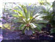 bpcycad500.jpg (178744 bytes)