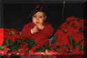 poinsettia01.JPG (148905 bytes)