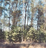 The Bush