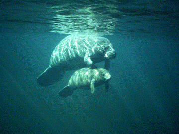manatee3