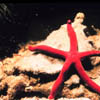 redstarfish 
