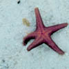 a starfish
