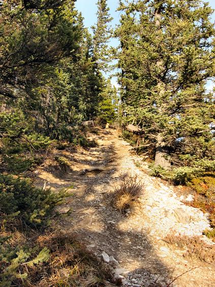 Good trail through the trees but some steep sections - Prairie Mountain