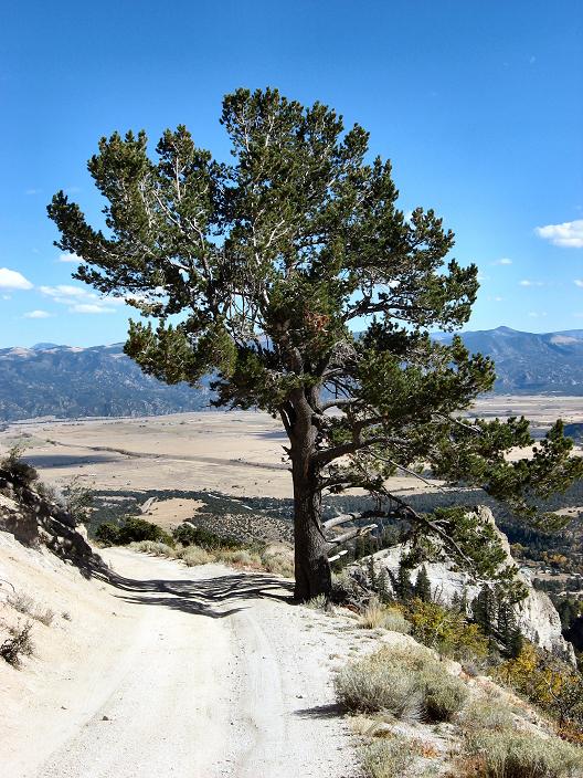 Aim for the tree if brakes fail -Mt Princeton