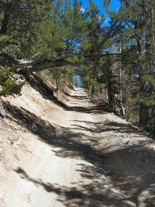No, you back up! - Mt Princeton