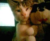 Pic of my kitty Annabelle
