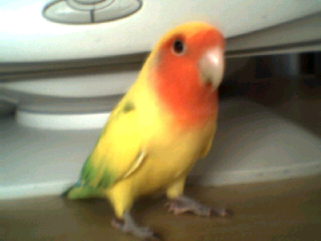 Cheep! Love my pictures?