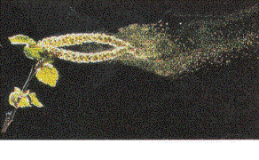 wpe6.jpg (14120 bytes)
