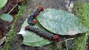 Amazon Critters