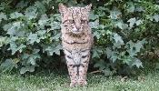 Jaguar KittyKat