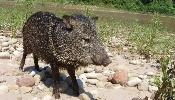 Chancho, The Super-Peccary