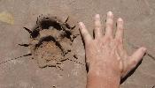 Jaguar Paw-Print