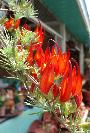 Flaming Vines