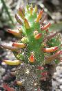 Devil Cactus