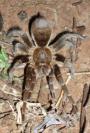 Creepy Crawlies