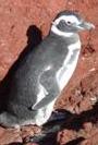 Punta Tombo Penguins