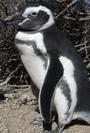 Mas Penguinos, Por Favor