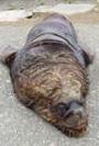 Sea Lions