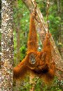 Orangutan Sanctuary, Bukit Liwang (95KB)