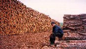 China's Last Forests (140KB)