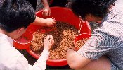 Scorpions For Lunch (96KB)