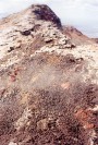 Charred Beetles