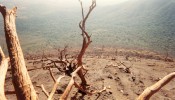 Trees Killed By The Poison Gas