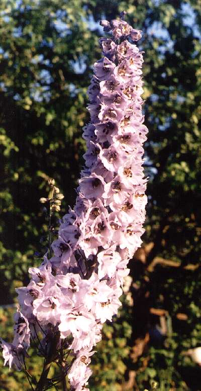 Delphinium