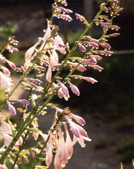 Hosta