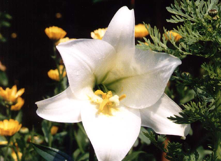 Lily