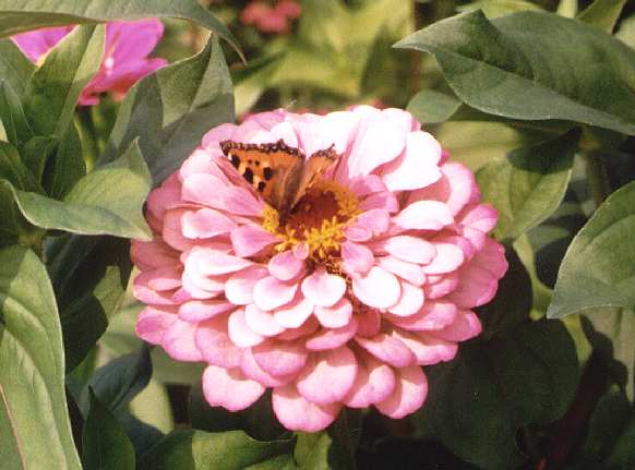 Zinnia