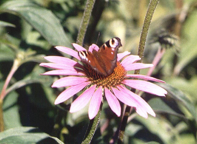 Rudbeckia
