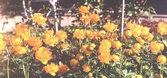 Globeflower 
