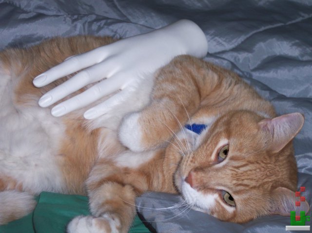 Butterscotch (c) 2005 TStodden, (c) 2005 N.M.E.
All Rights Reserved