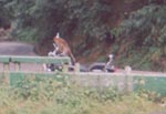 monkey on the bike