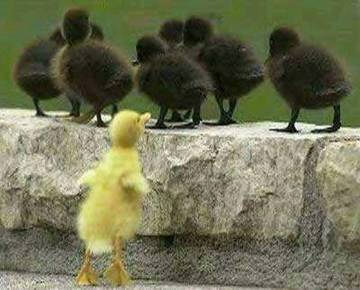 Ducks