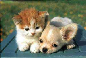Kitten Puppy