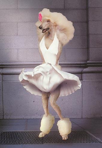 Poodle dressed like Marilyn Monroe in her clasic pose with skirt blown up