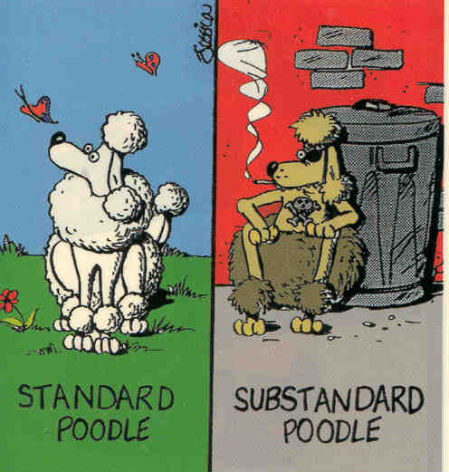 Substandard Poodle
