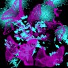 electricbutterflies