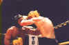 Fight_Pic_01.jpg (19047 bytes)