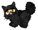 Black Persian