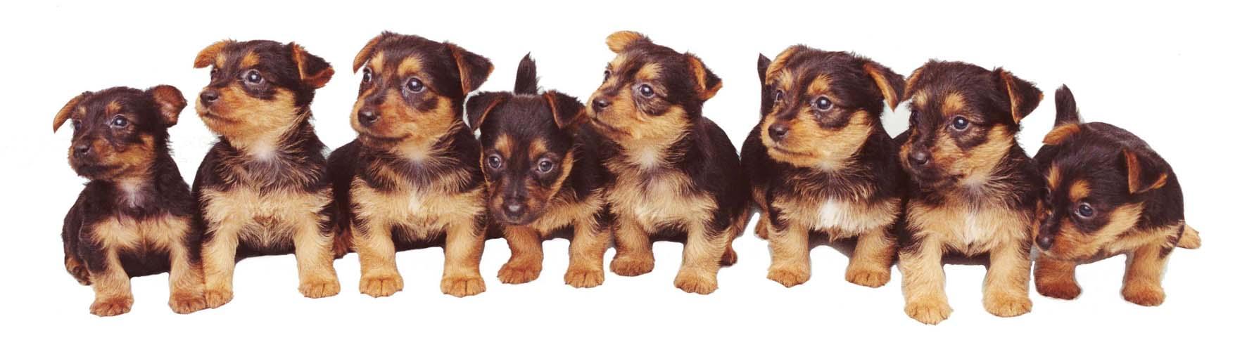 8 dogs. 8 Щенков. 8 Собак. Восемь собачек. 8 Собак картинка.
