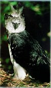 aguila_arpia2.jpg (6661 bytes)