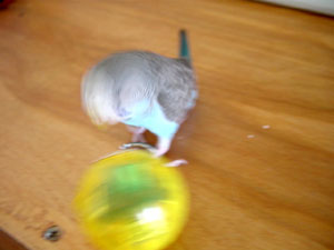 ATTACK!!